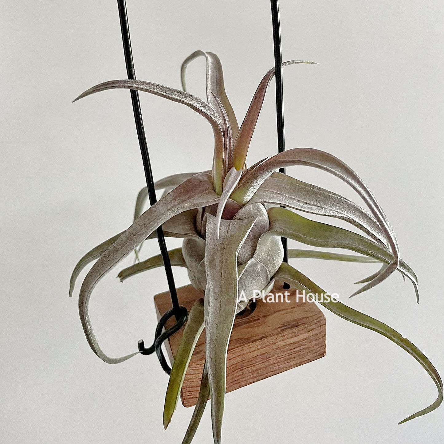 Tillandsia Red Robin