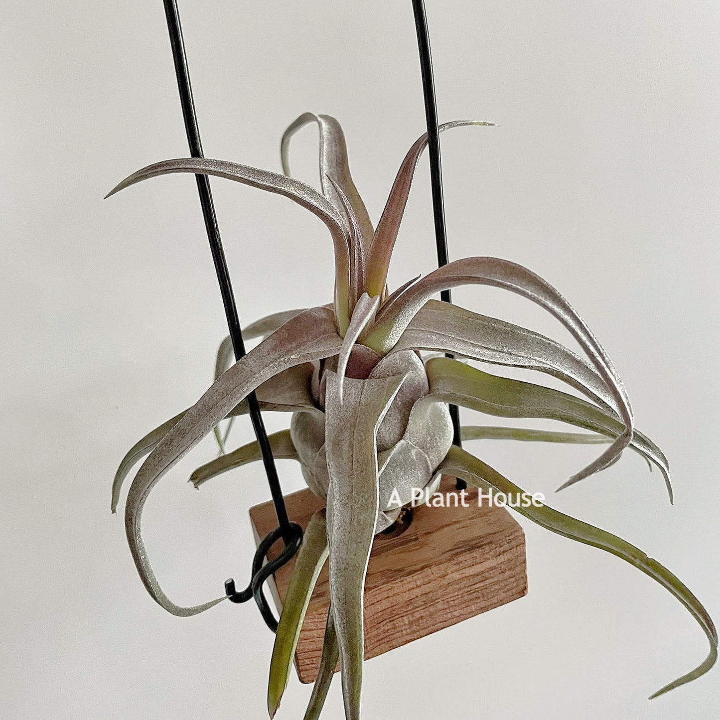 Tillandsia Red Robin