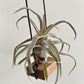Tillandsia Red Robin