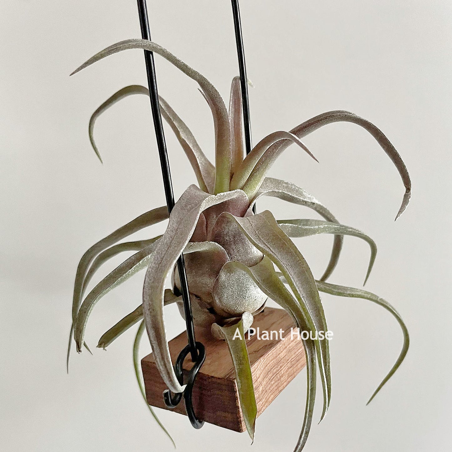 Tillandsia Red Robin