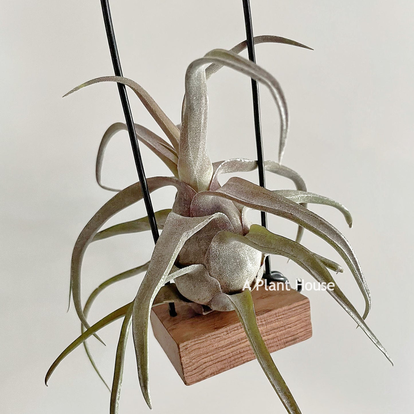 Tillandsia Red Robin