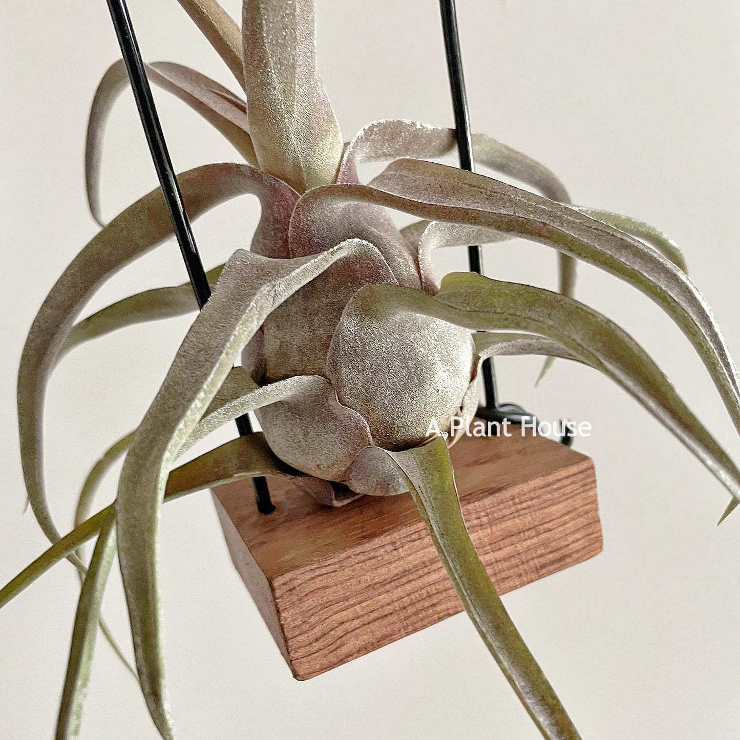 Tillandsia Red Robin