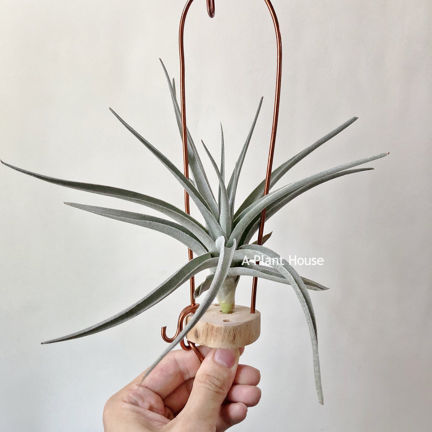 Tillandsia Ixiodes x Edithae