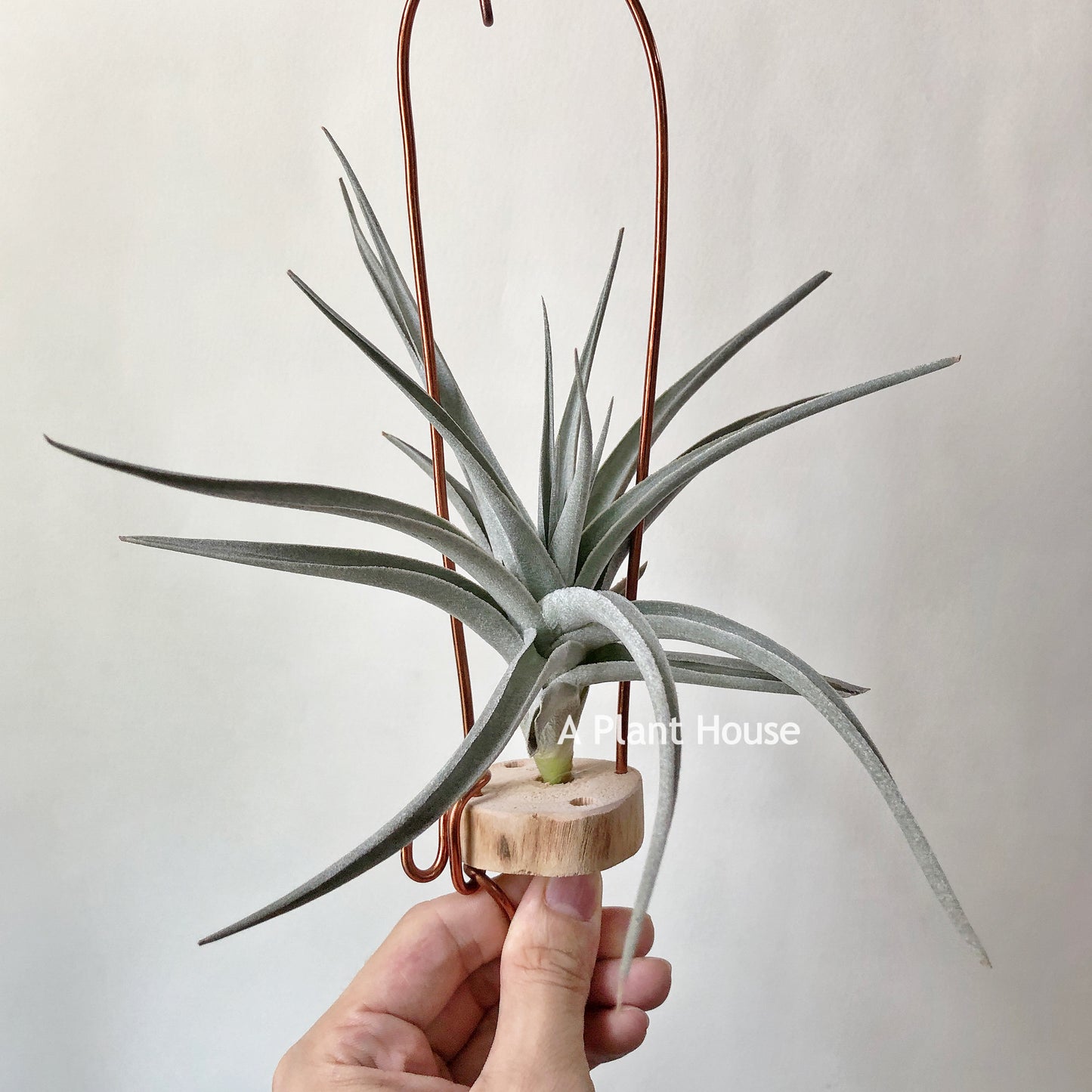 Tillandsia Ixiodes x Edithae