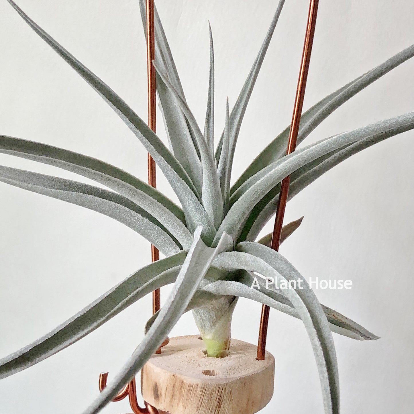 Tillandsia Ixiodes x Edithae