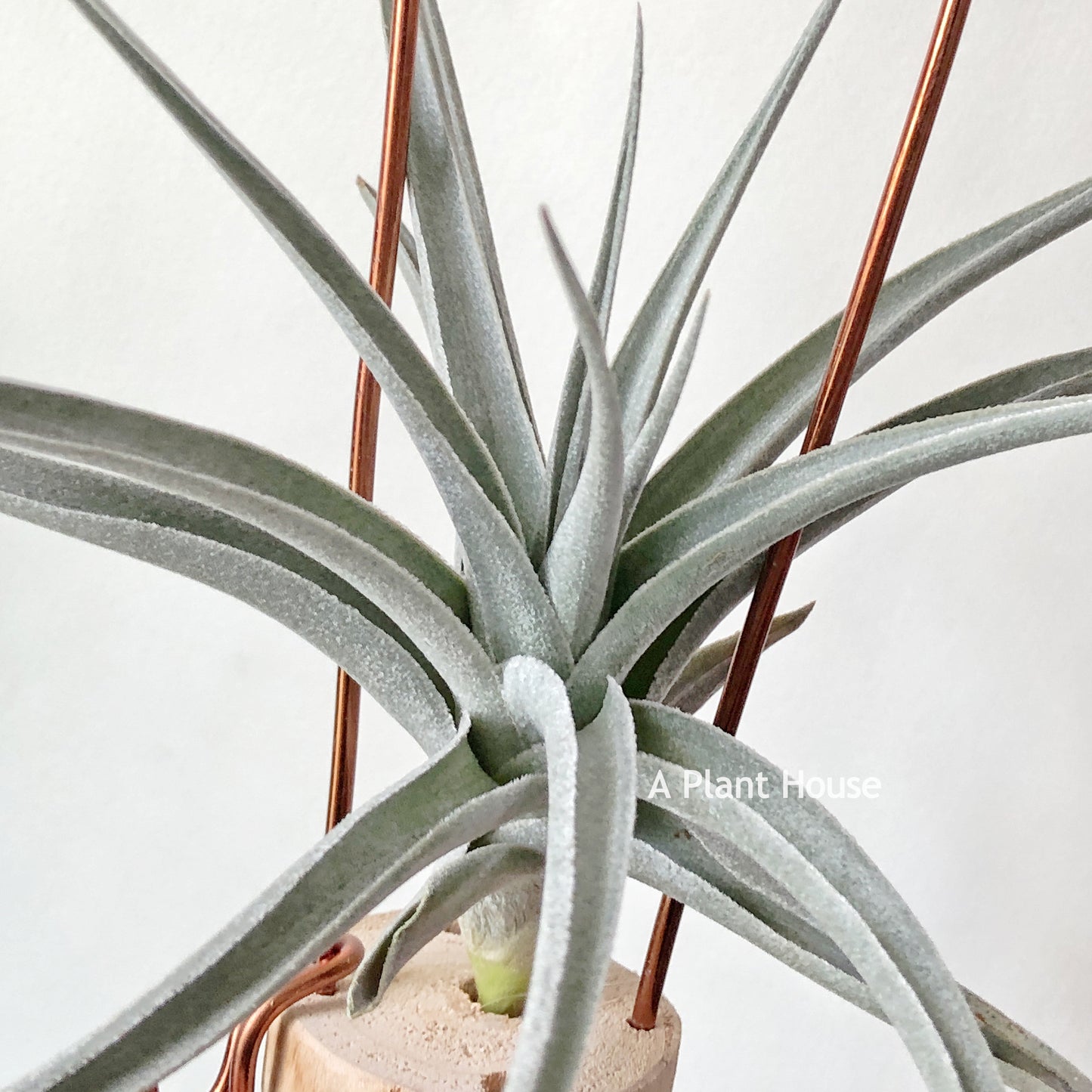 Tillandsia Ixiodes x Edithae