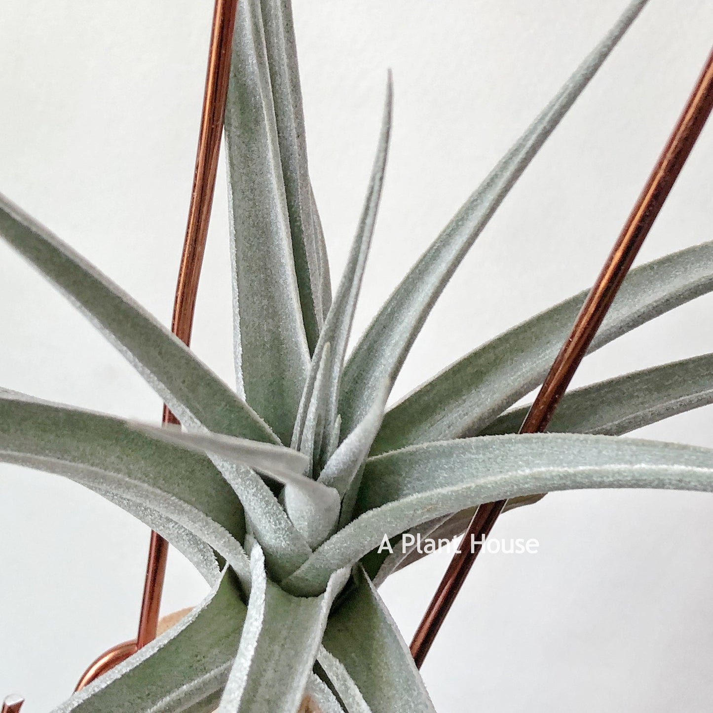 Tillandsia Ixiodes x Edithae