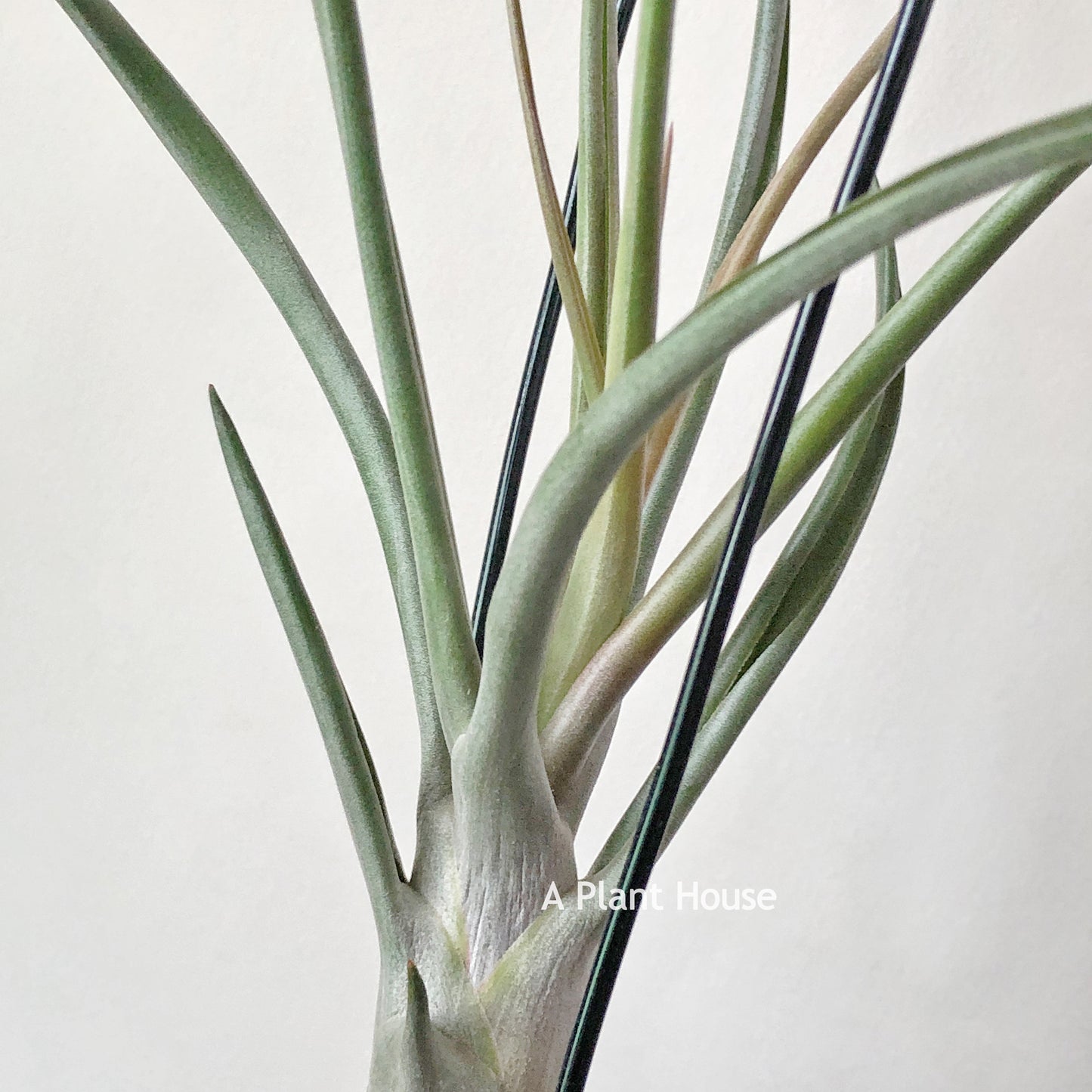 Tillandsia Mali Dofitas