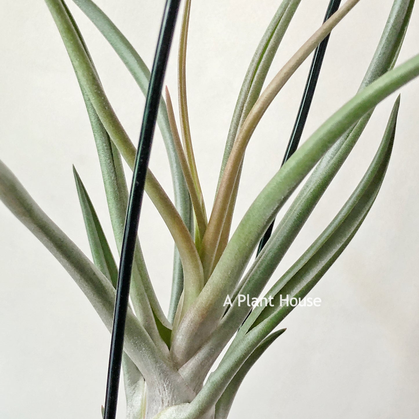 Tillandsia Mali Dofitas