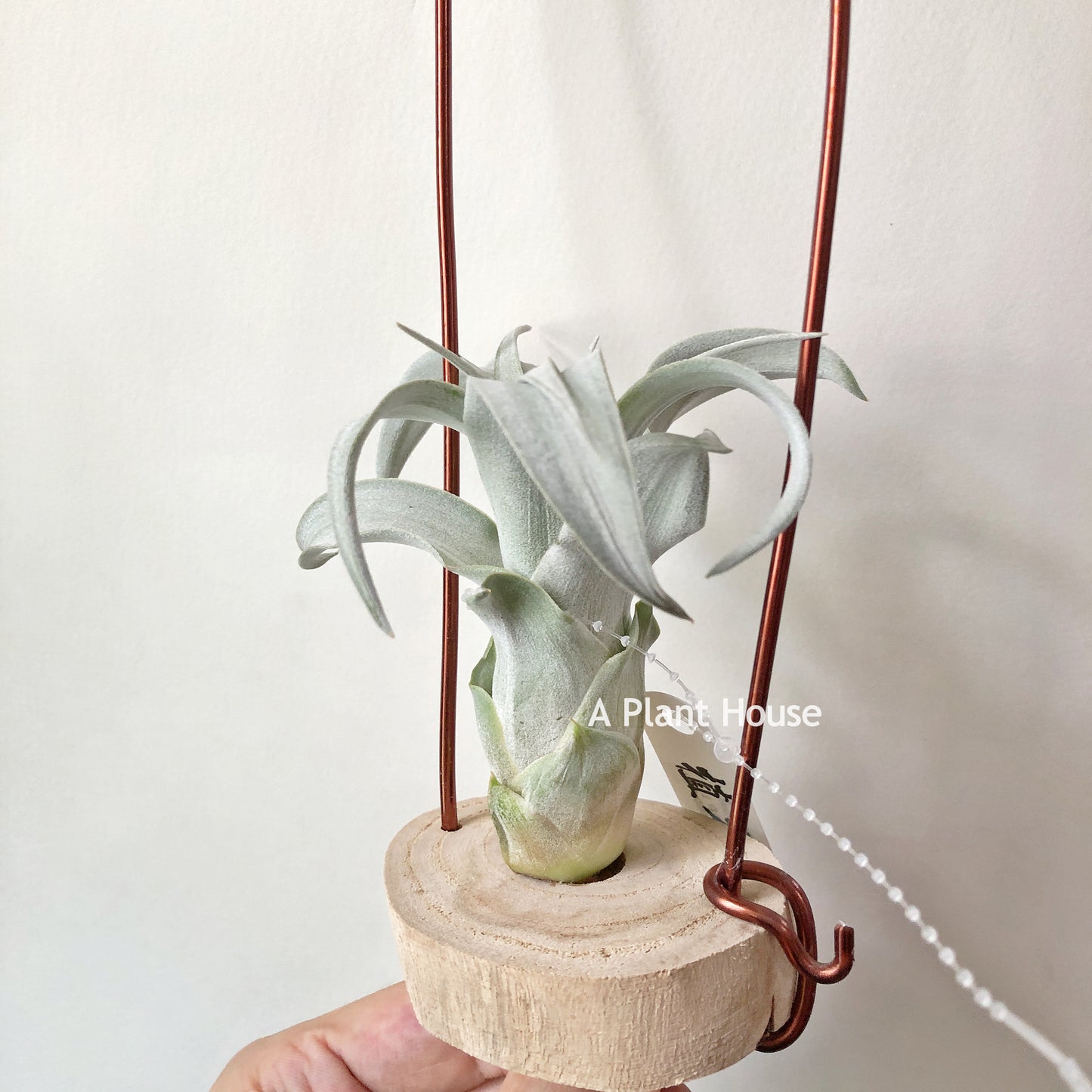 Tillandsia Wow Wow