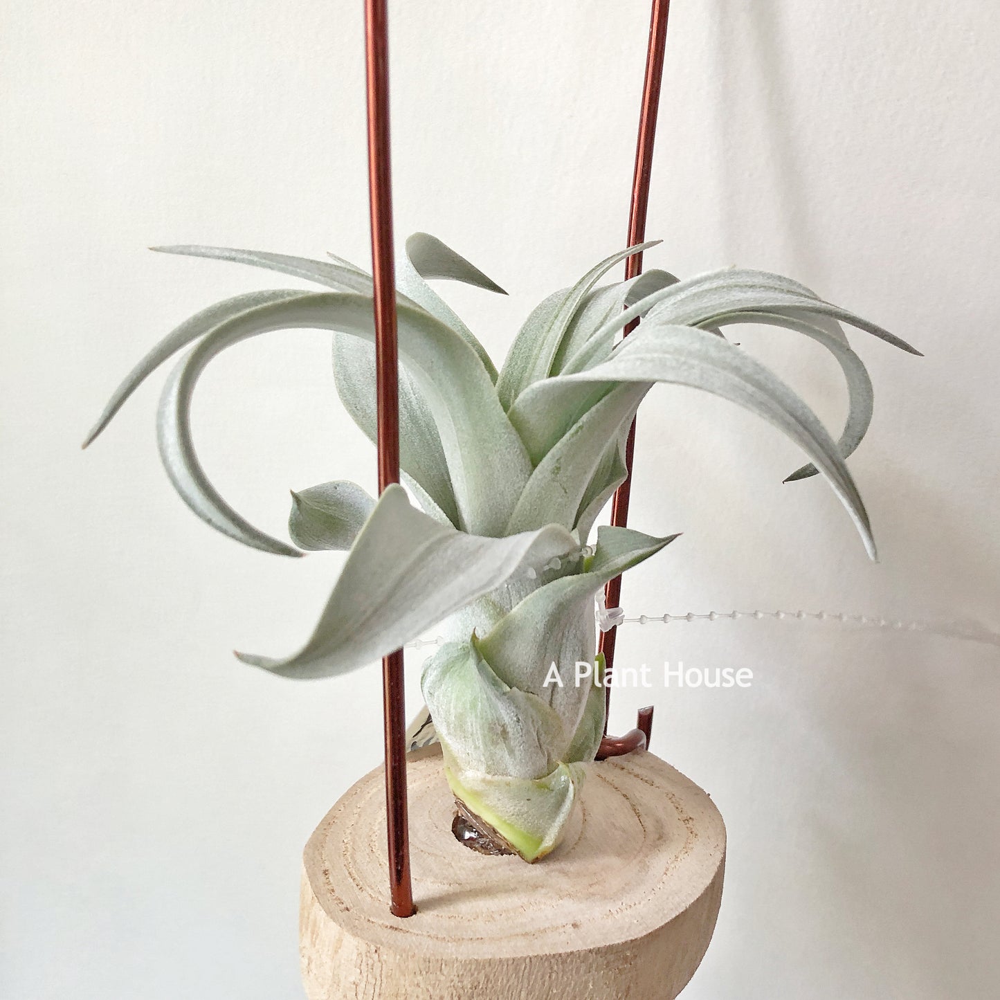 Tillandsia Wow Wow