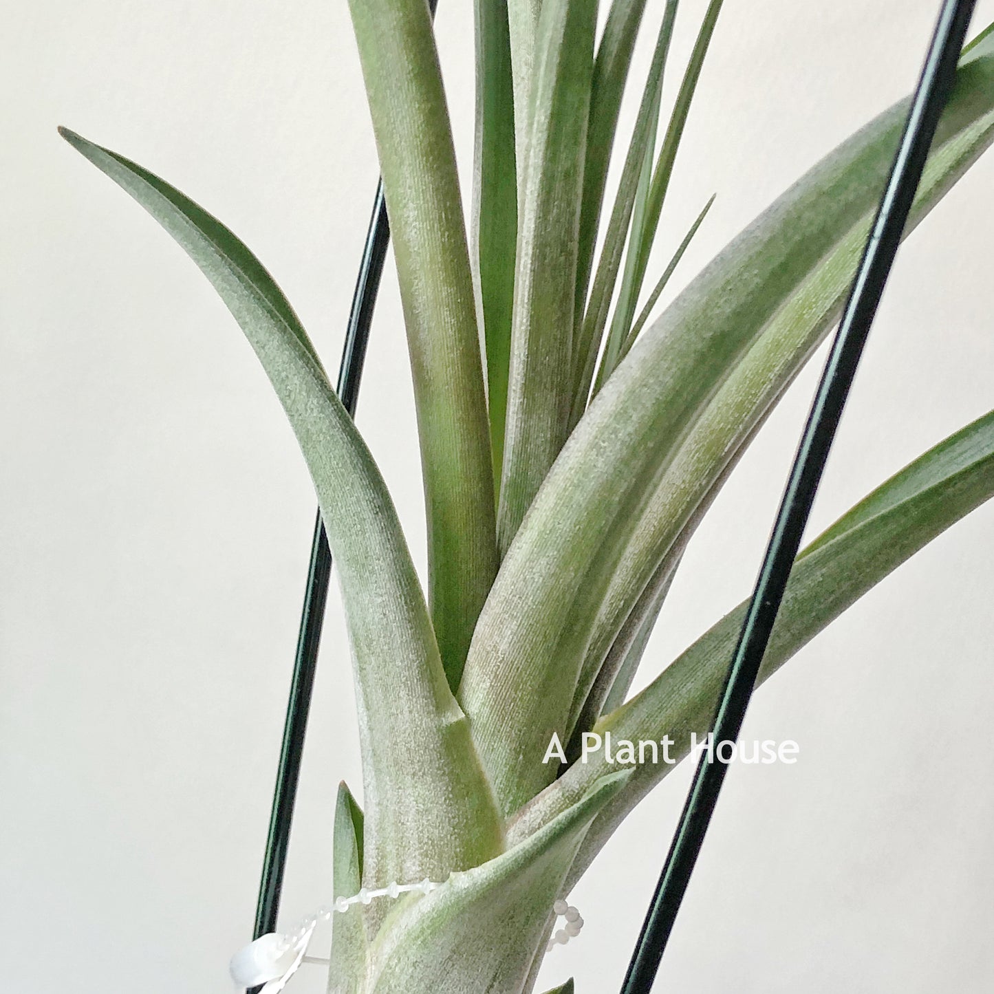 Tillandsia Nellie Rose