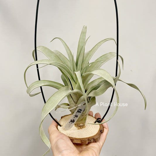 Tillandsia Katie Styer