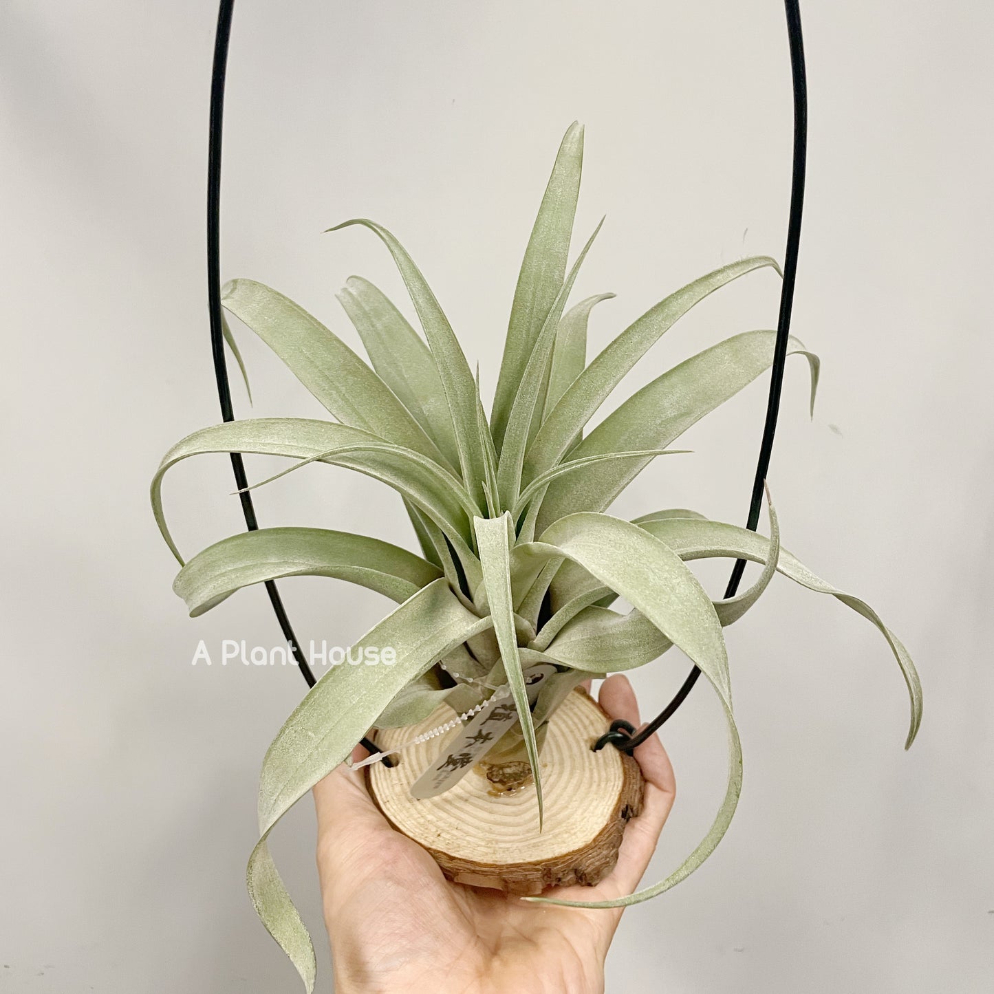 Tillandsia Katie Styer