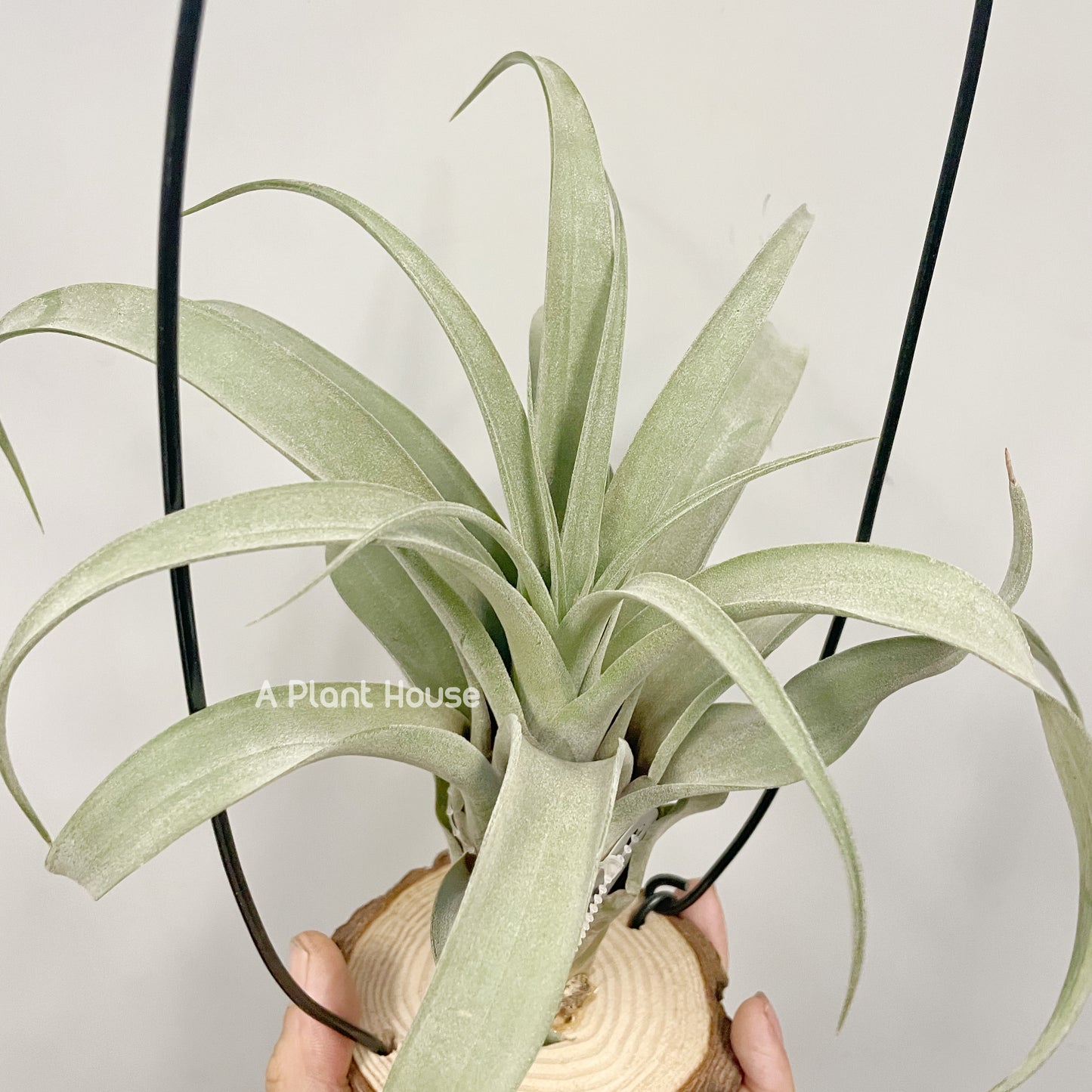 Tillandsia Katie Styer