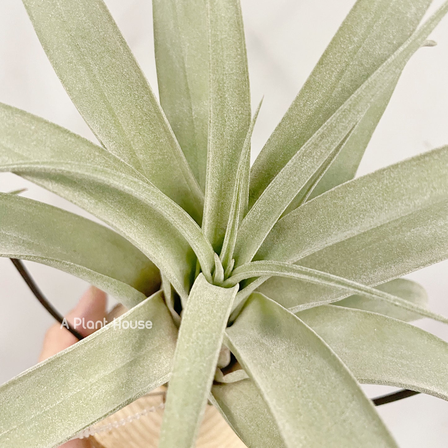 Tillandsia Katie Styer