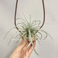 Tillandsia Mina V. Chiletensis