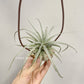 Tillandsia Mina V. Chiletensis