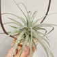Tillandsia Mina V. Chiletensis