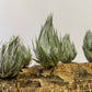 Tillandsia Kautskyi