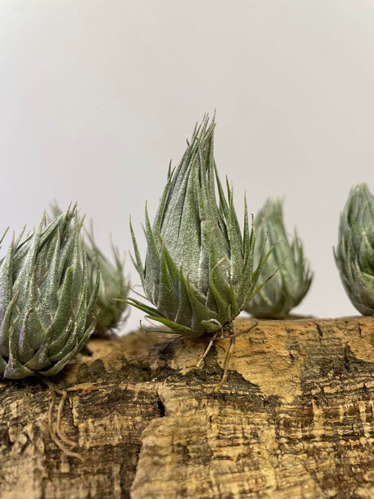 Tillandsia Kautskyi